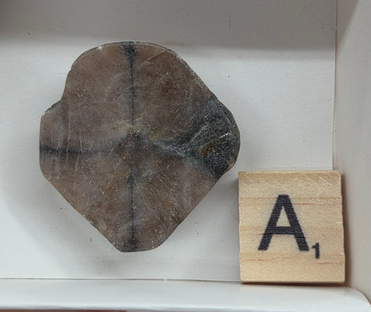 Chiastolite mineral with brown and black coloring, in a white box, with a letter