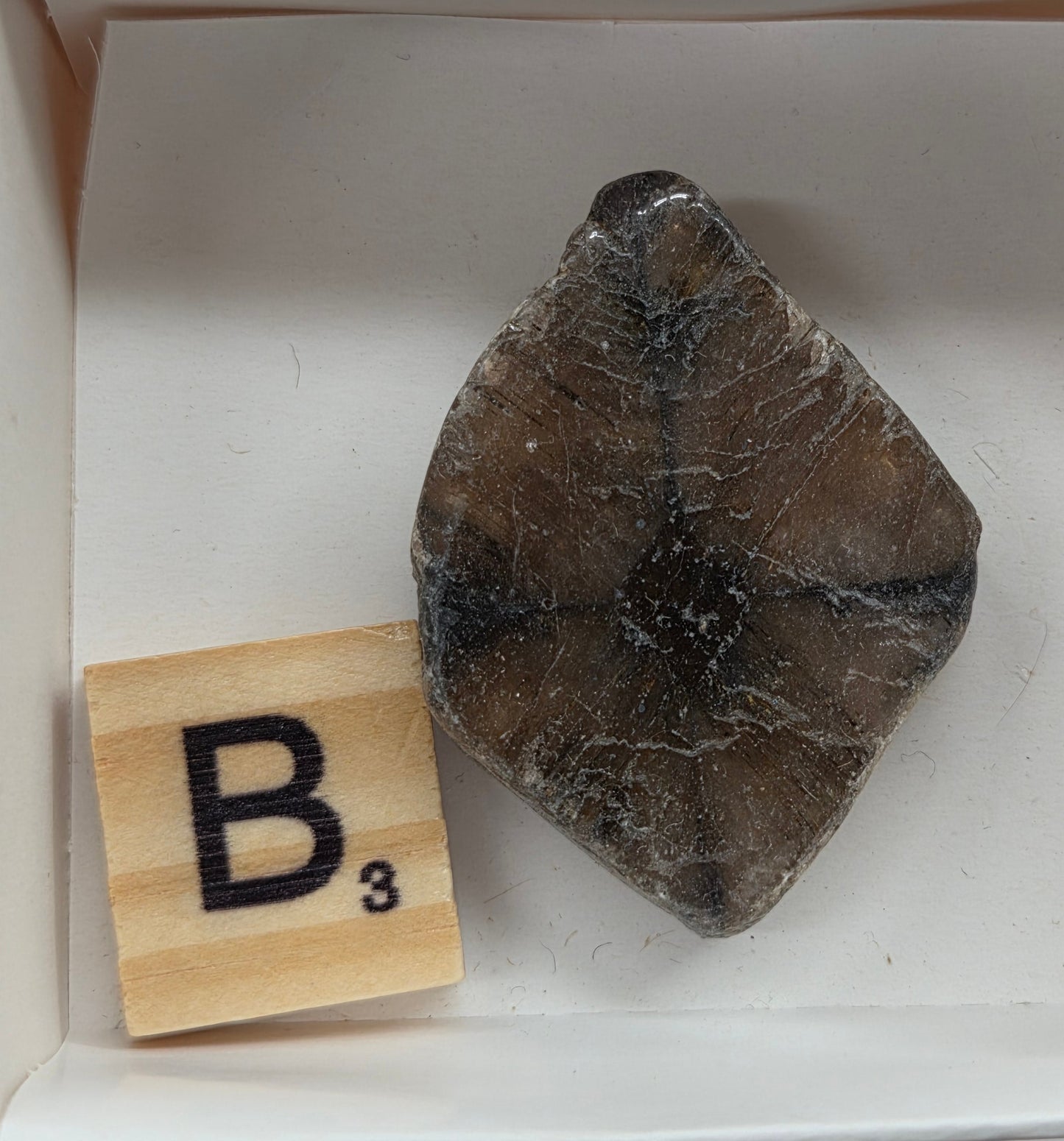 Chiastolite mineral with brown and black coloring, in a white box, with a letter