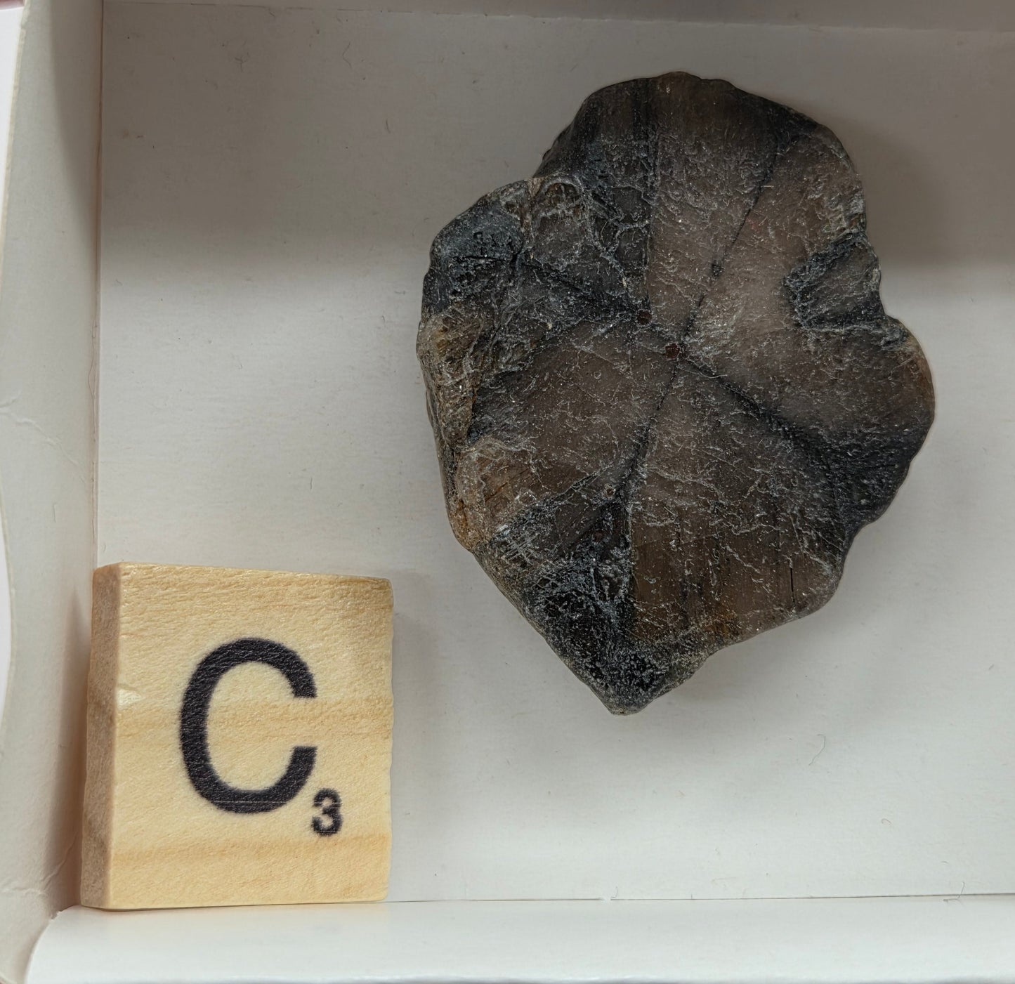 Chiastolite mineral with brown and black coloring, in a white box, with a letter