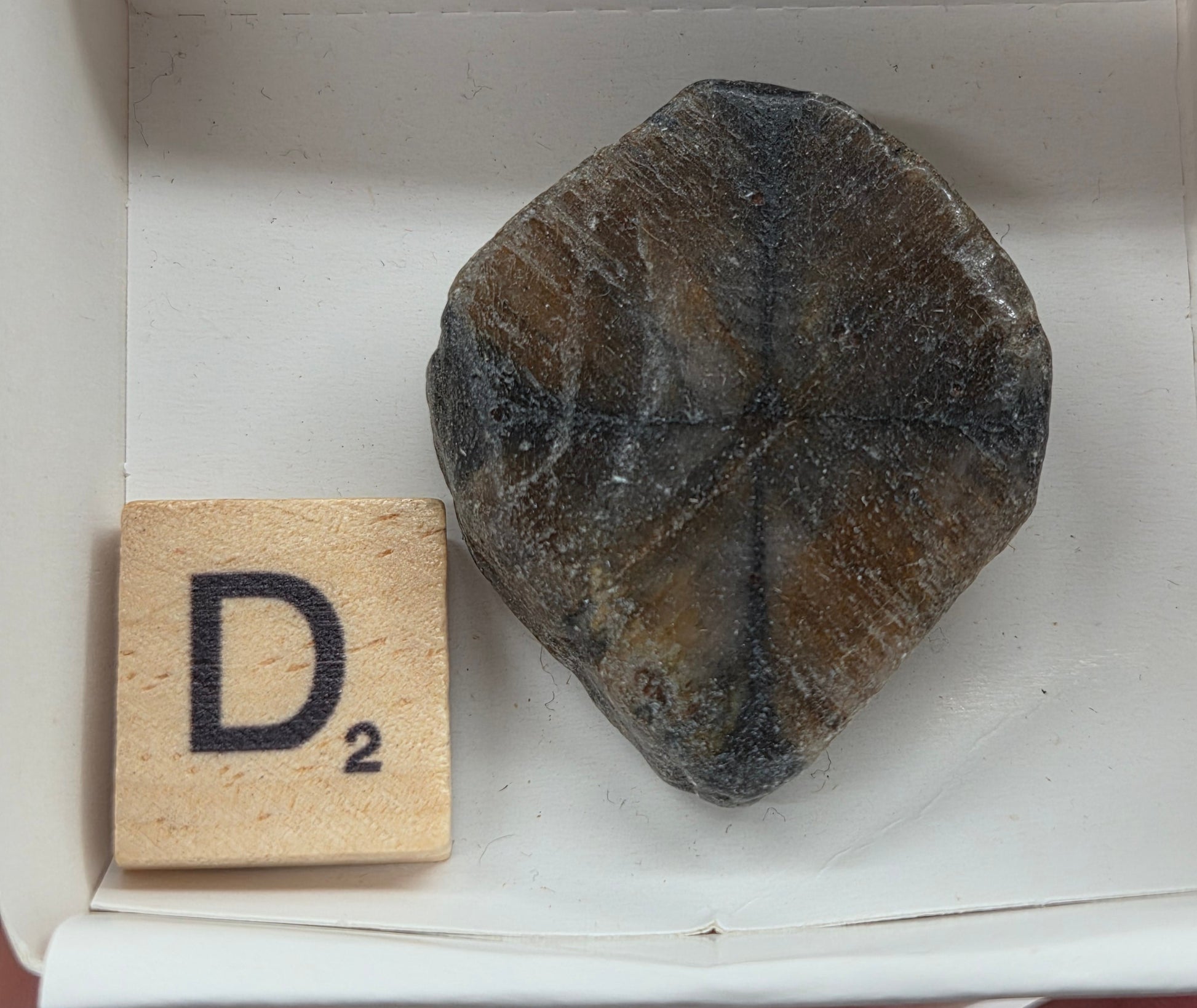 Chiastolite mineral with brown and black coloring, in a white box, with a letter