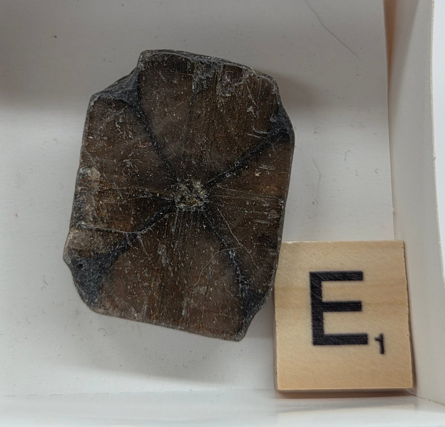 Chiastolite mineral with brown and black coloring, in a white box, with a letter