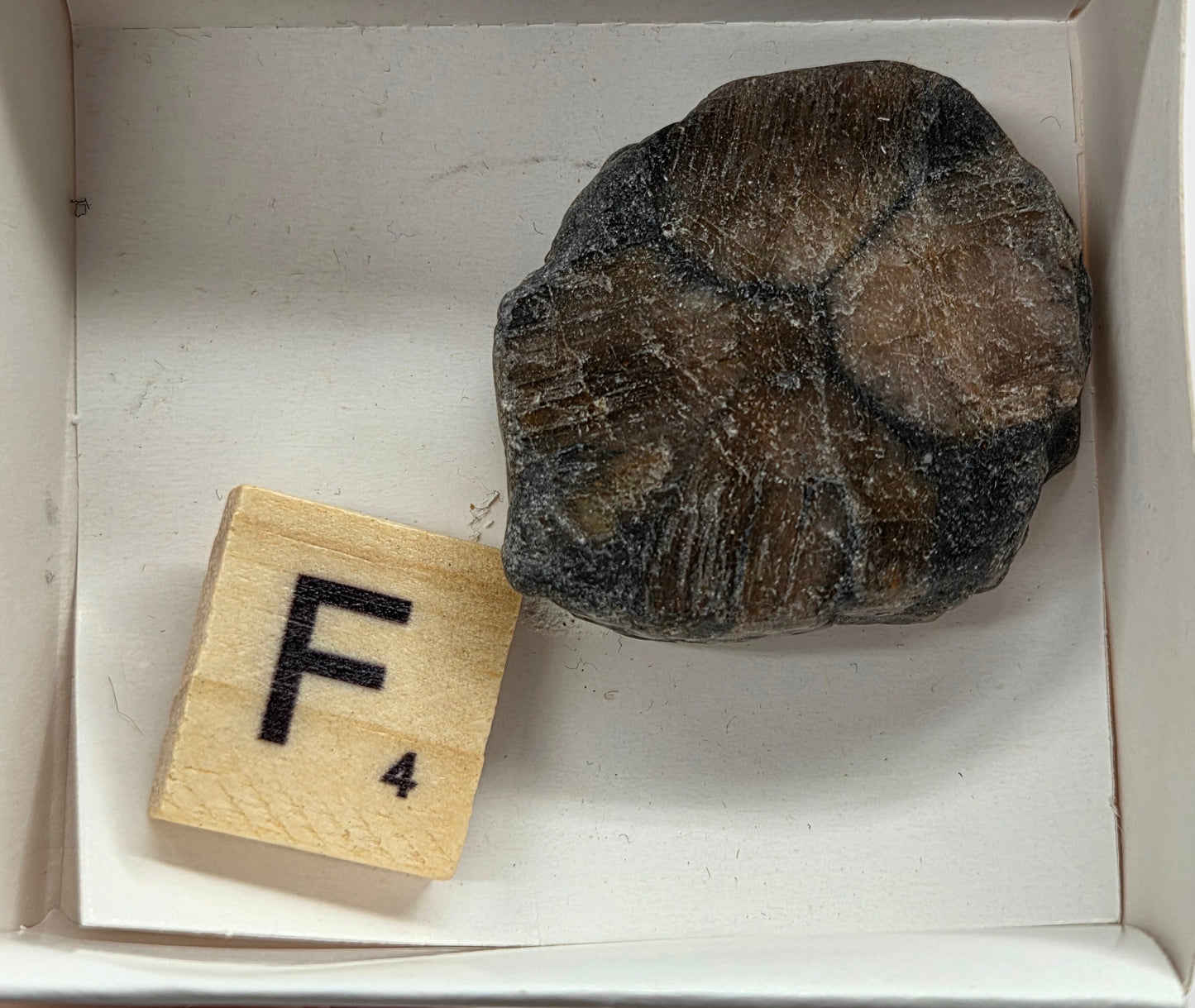 Chiastolite mineral with brown and black coloring, in a white box, with a letter