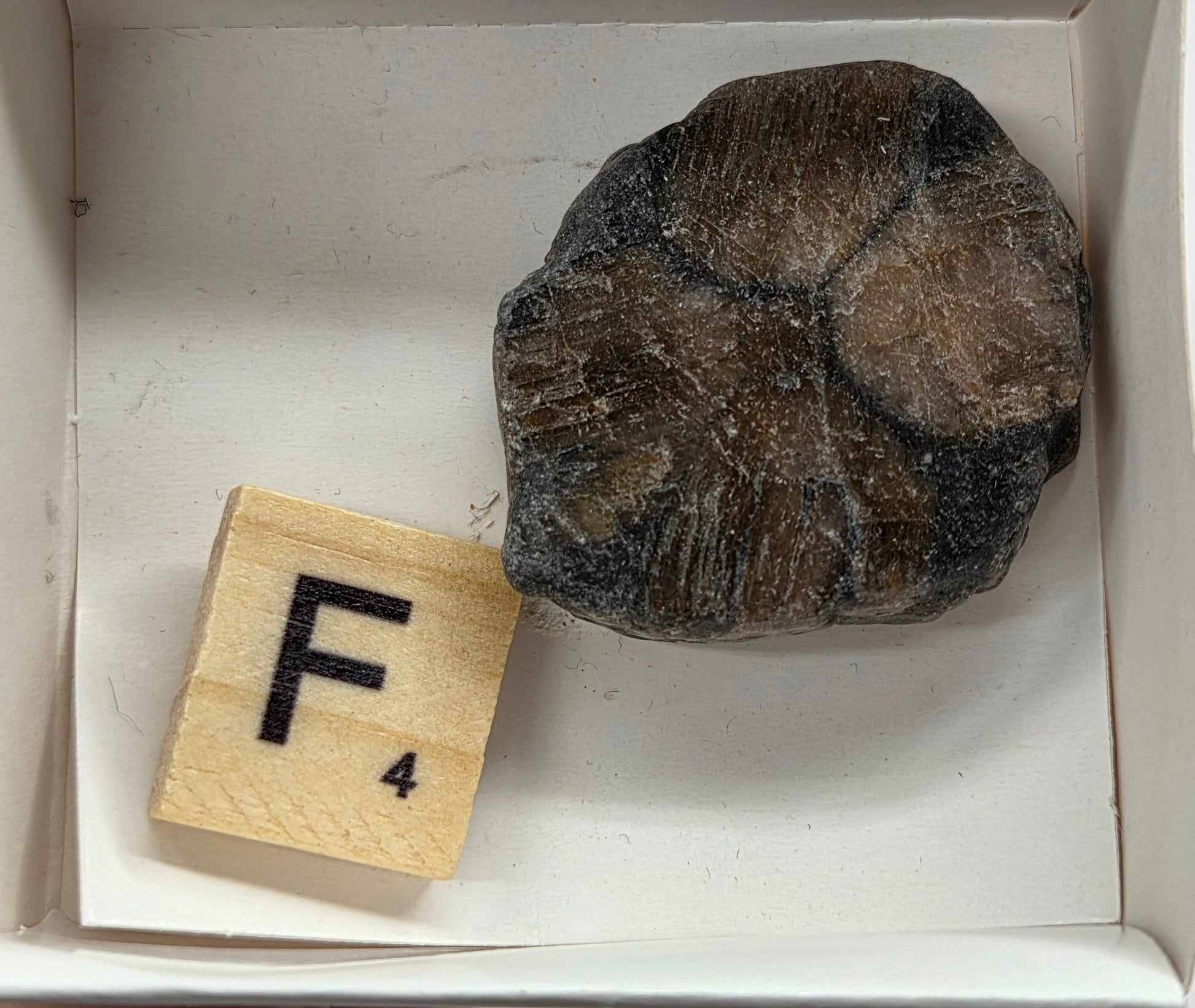 Chiastolite mineral with brown and black coloring, in a white box, with a letter