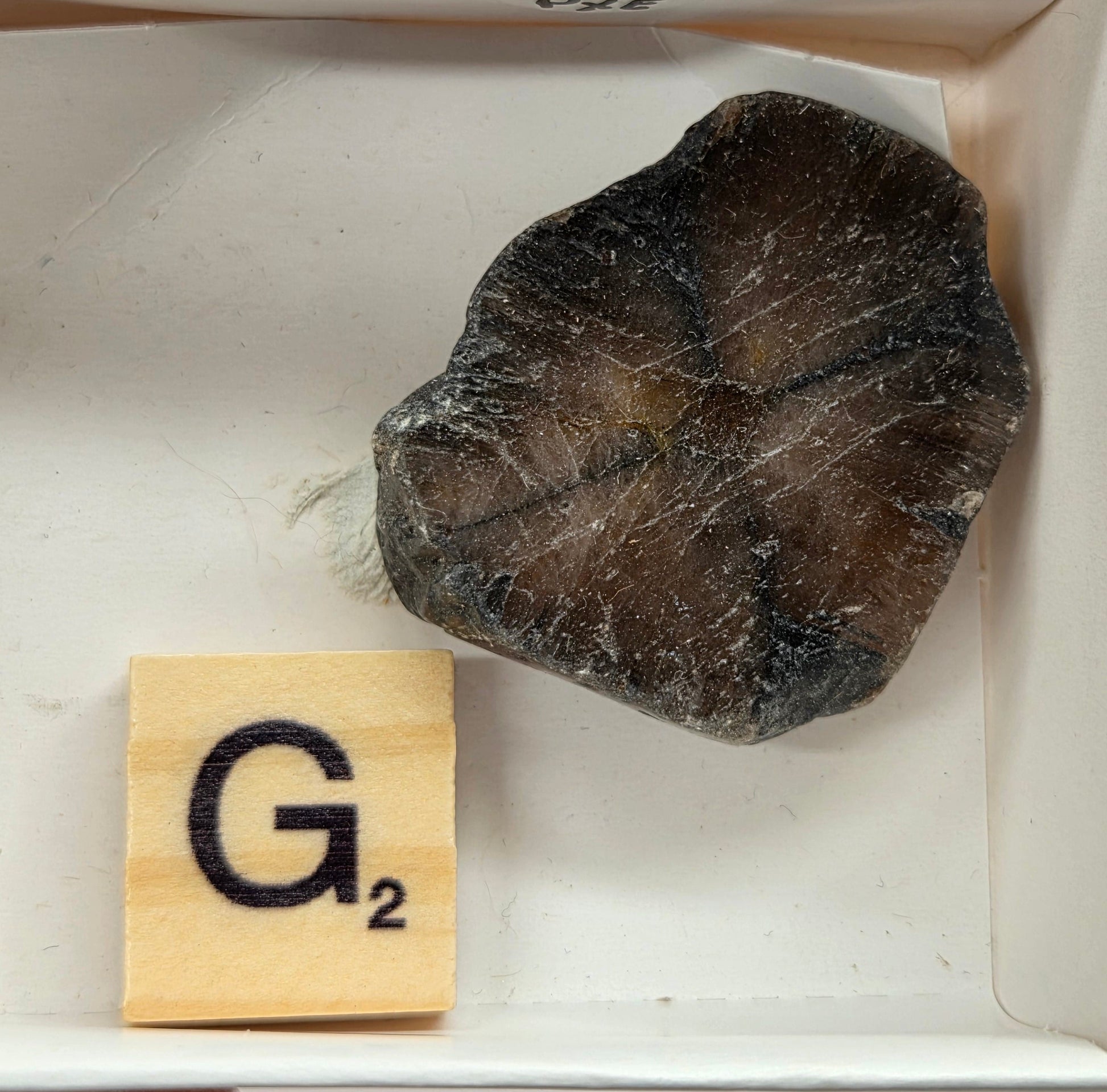 Chiastolite mineral with brown and black coloring, in a white box, with a letter