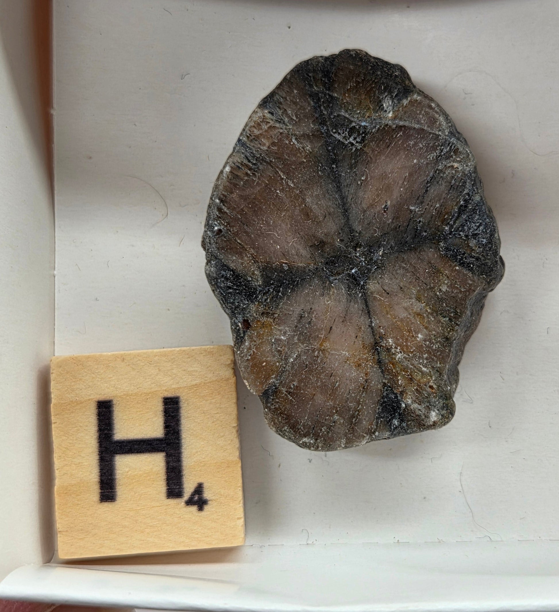 Chiastolite mineral with brown and black coloring, in a white box, with a letter