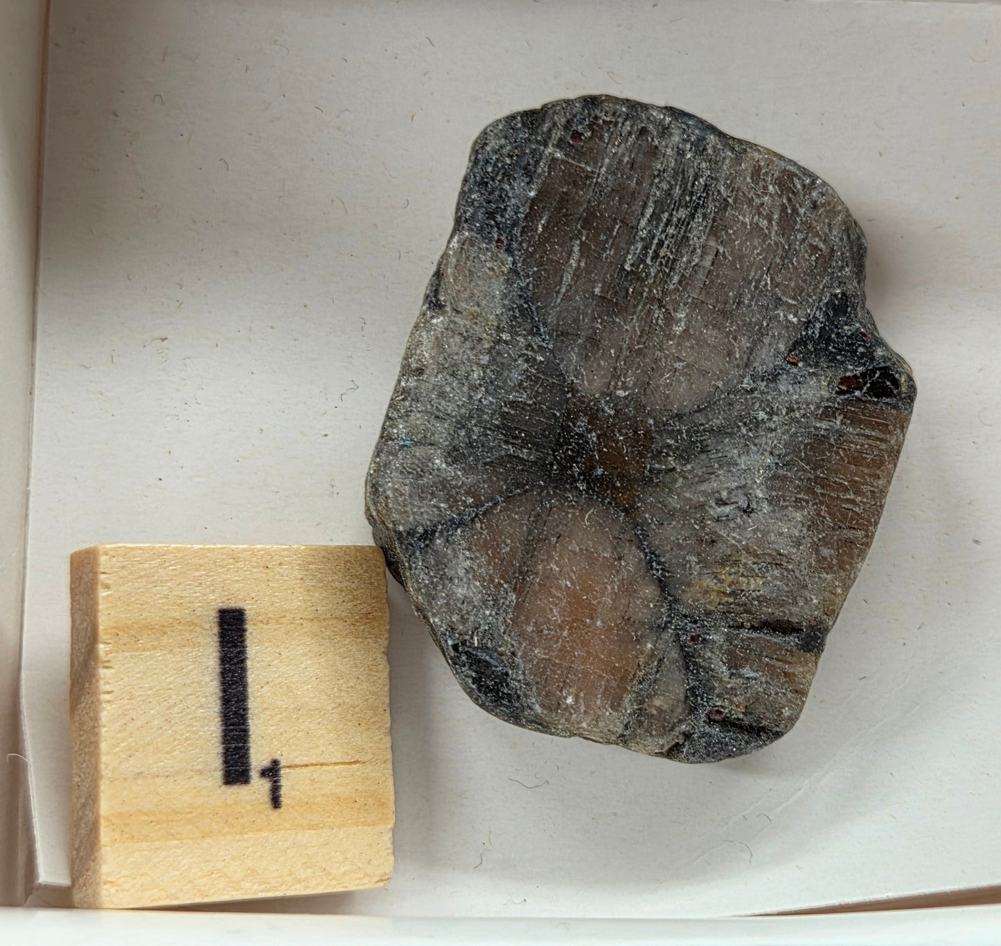 Chiastolite mineral with brown and black coloring, in a white box, with a letter