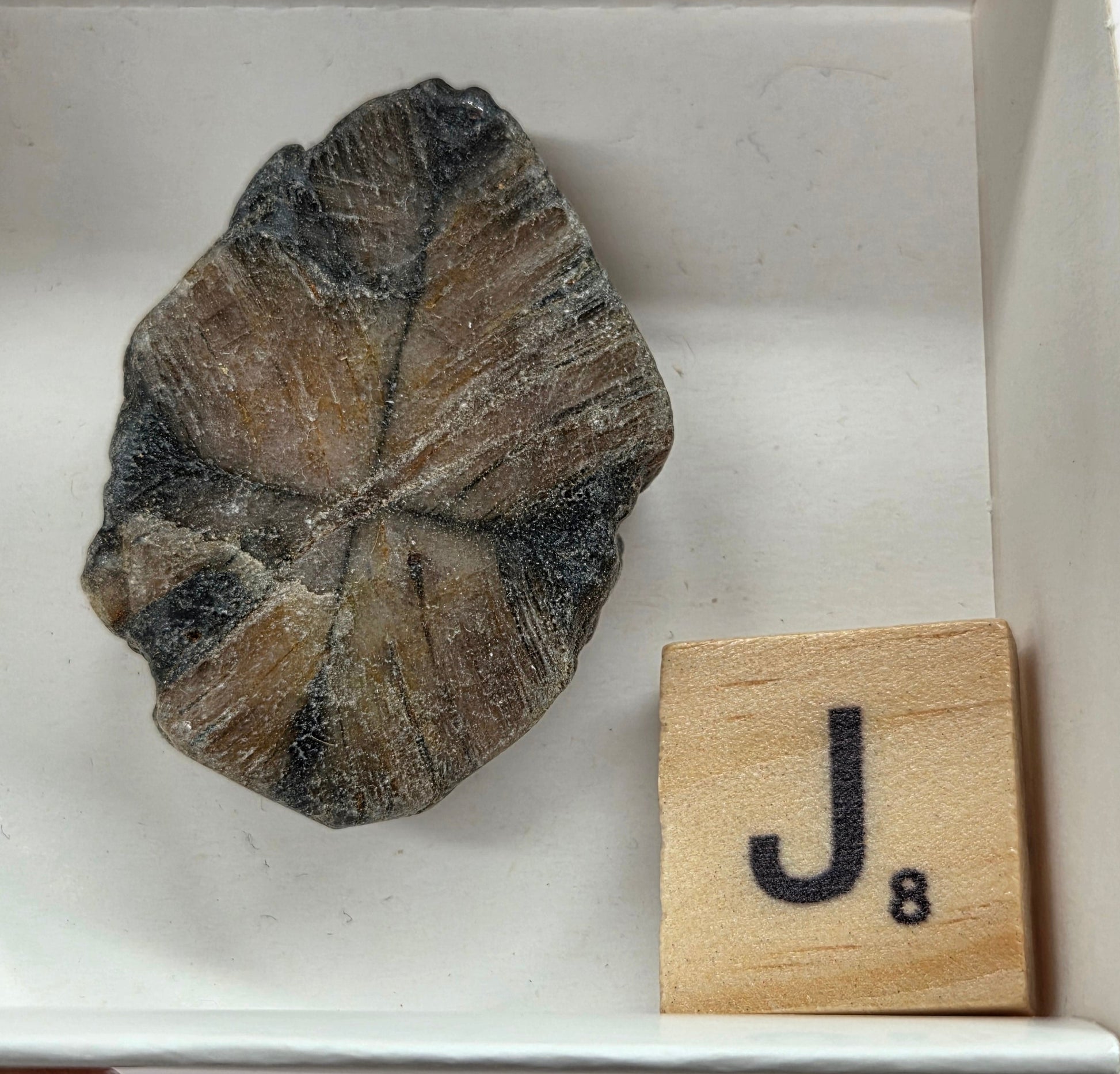 Chiastolite mineral with brown and black coloring, in a white box, with a letter