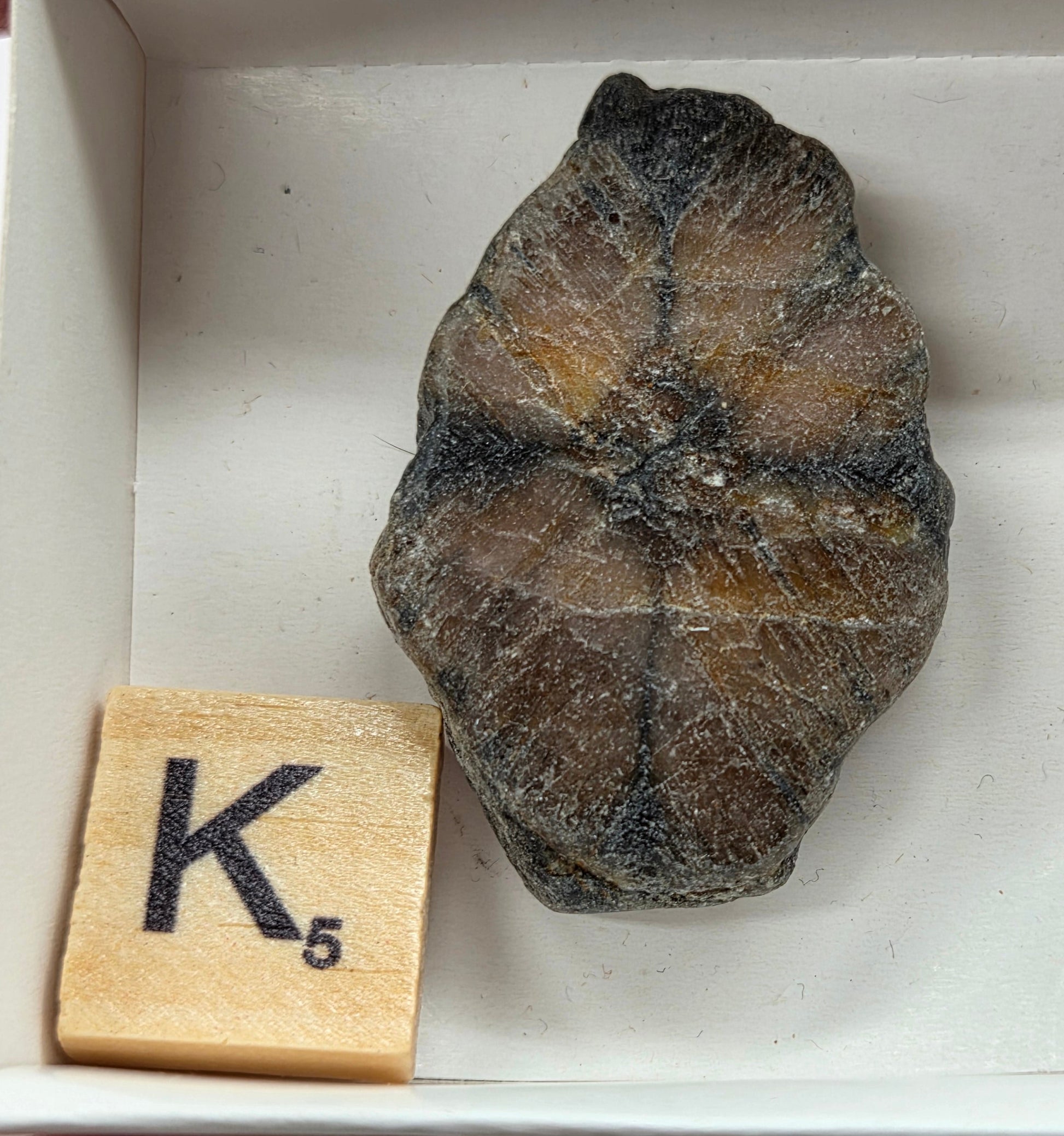 Chiastolite mineral with brown and black coloring, in a white box, with a letter