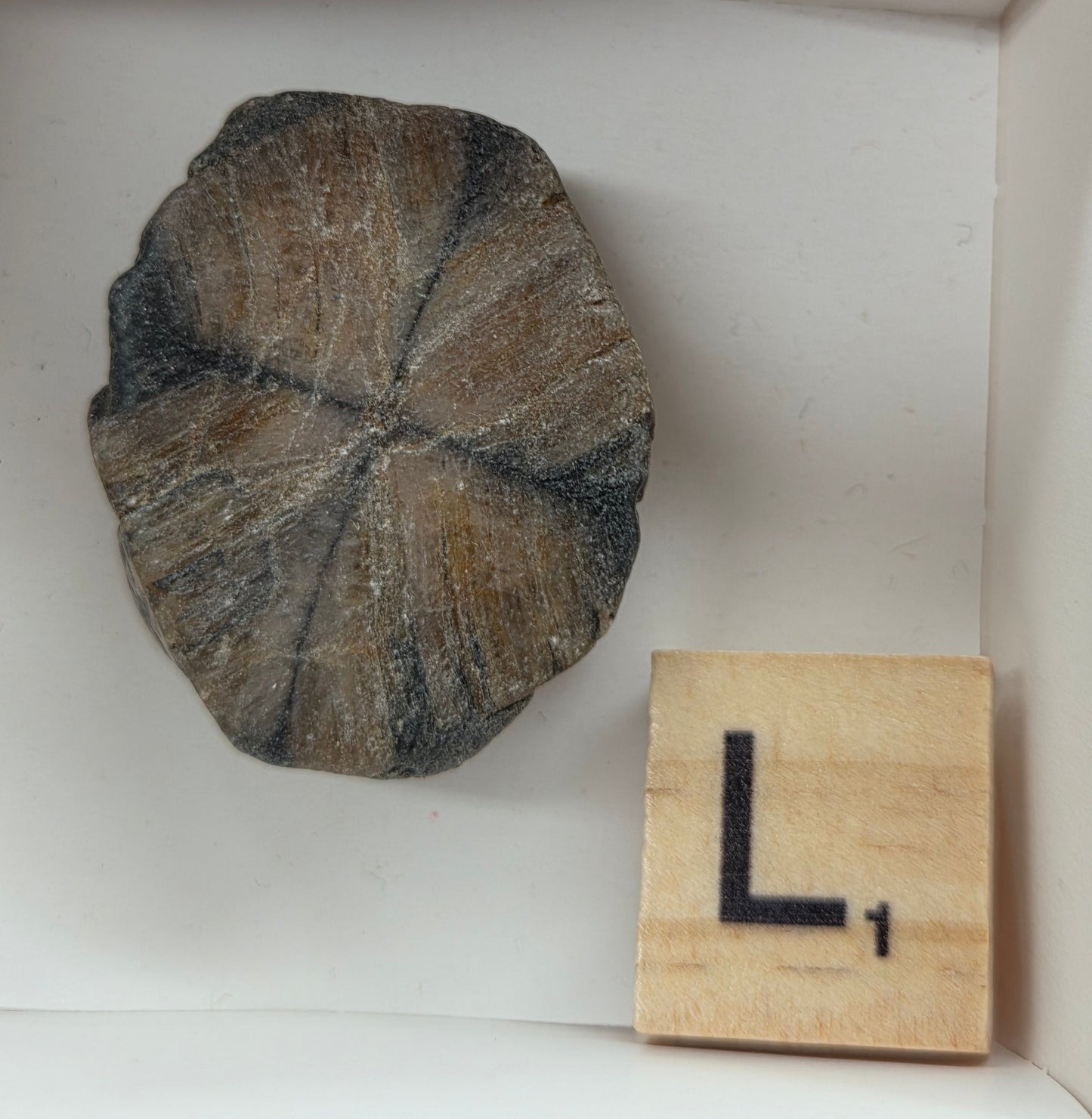 Chiastolite mineral with brown and black coloring, in a white box, with a letter