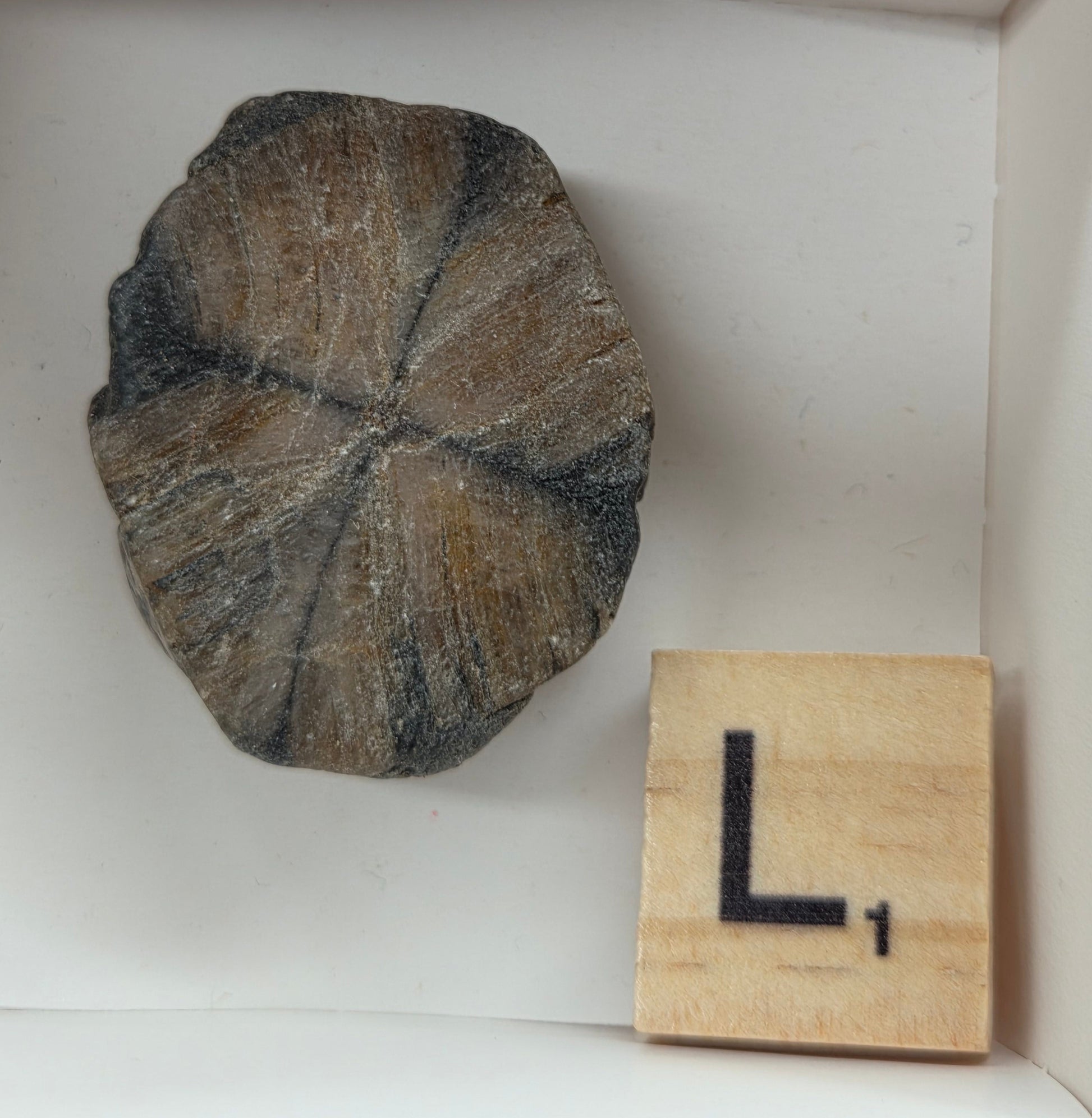 Chiastolite mineral with brown and black coloring, in a white box, with a letter