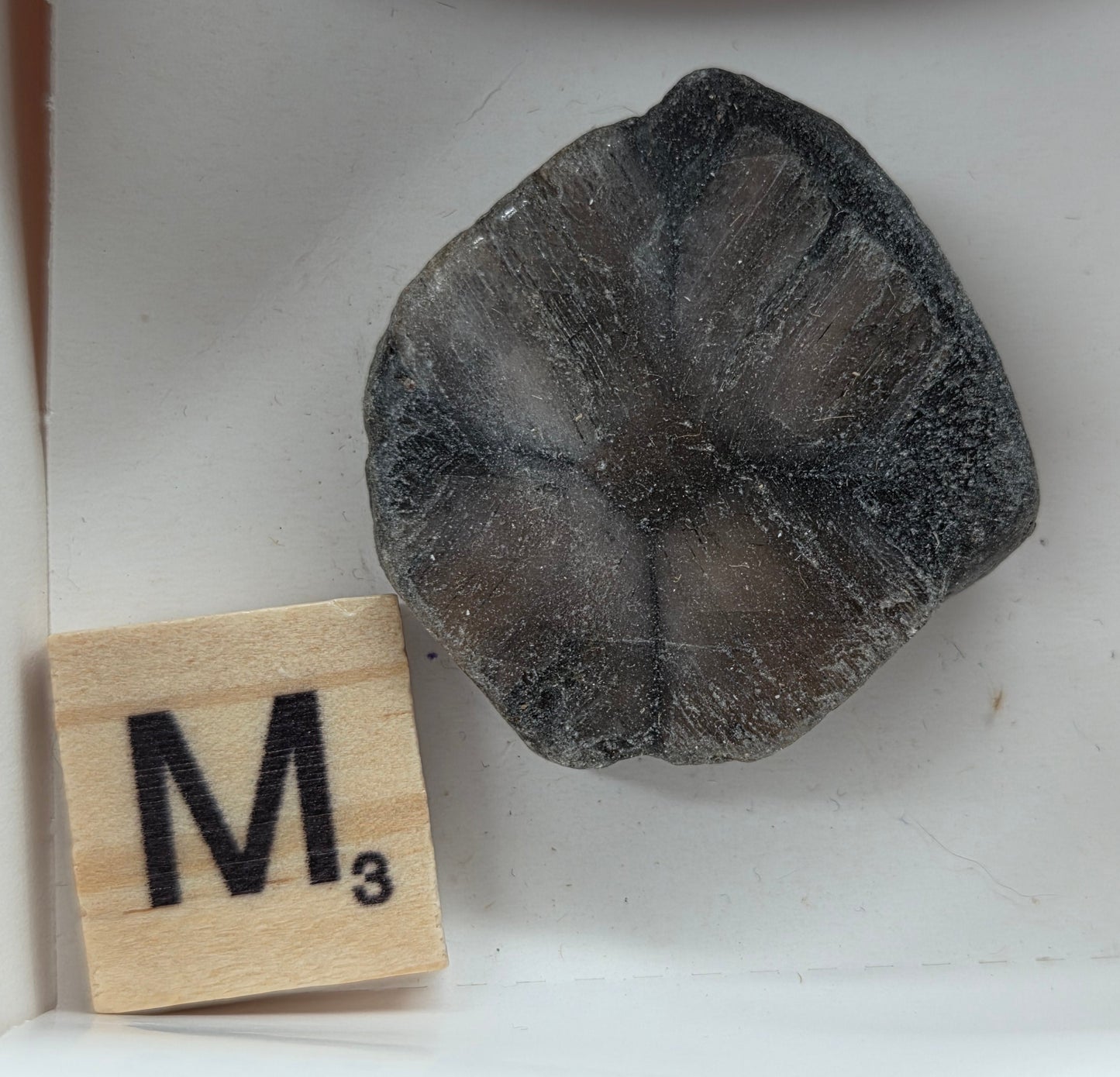 Chiastolite mineral with brown and black coloring, in a white box, with a letter