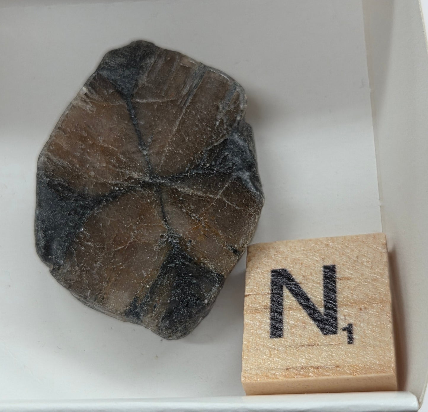 Chiastolite mineral with brown and black coloring, in a white box, with a letter