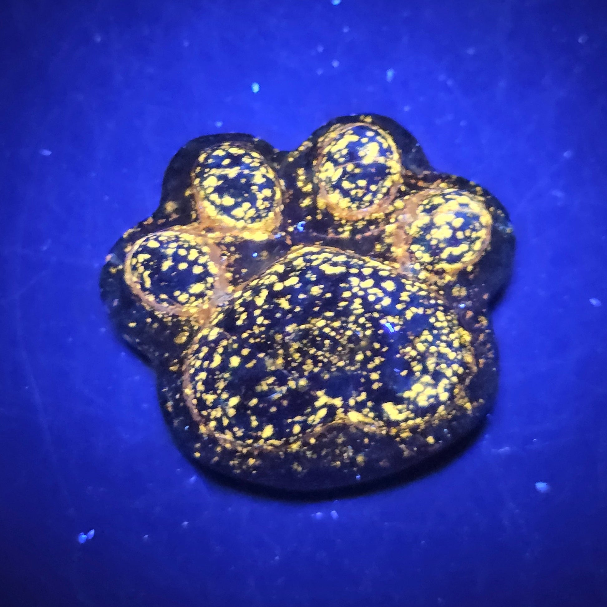 Blue lapis paw print carving on a dark background under UV lighting