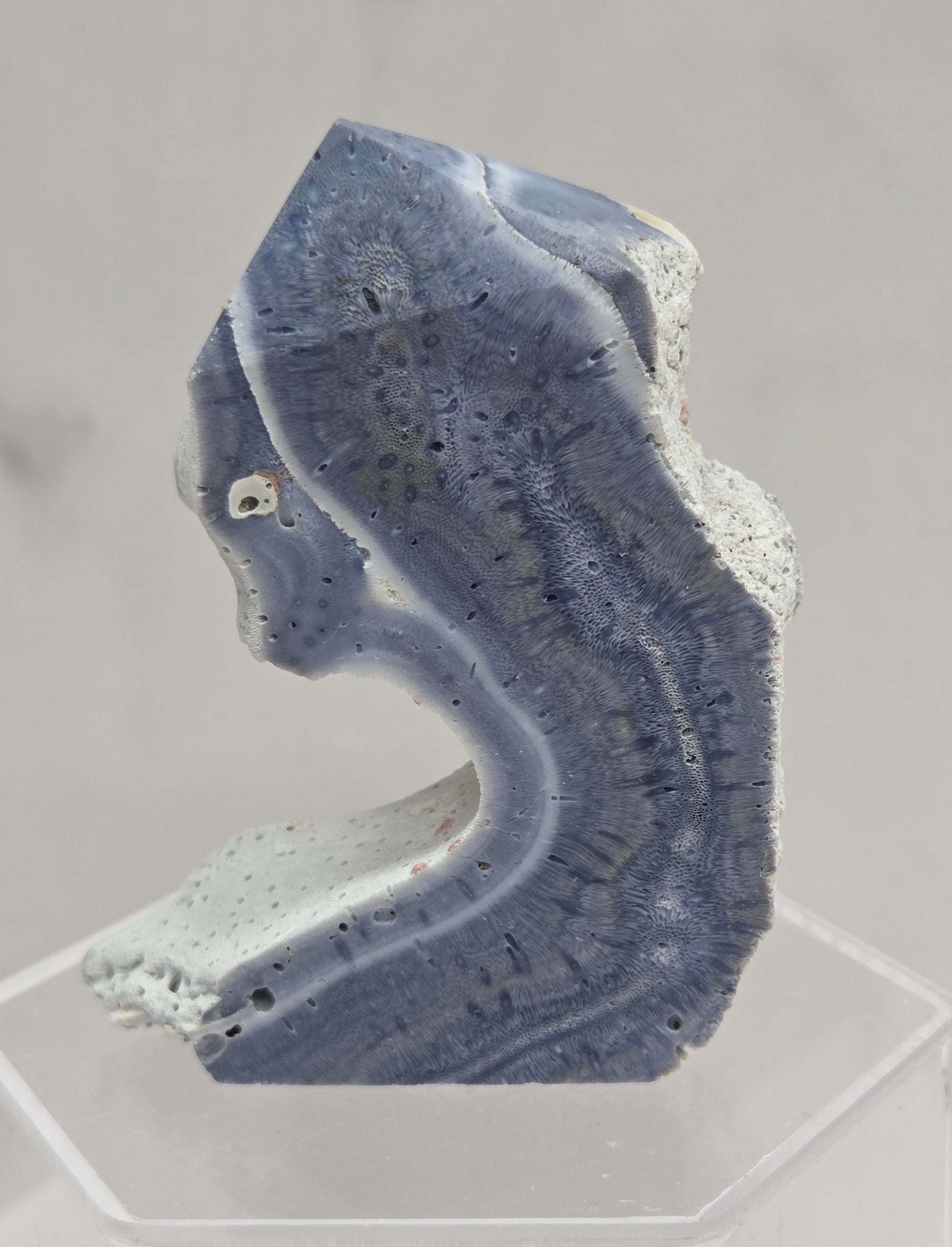 Blue Coral free form on an acrylic stand on a white background