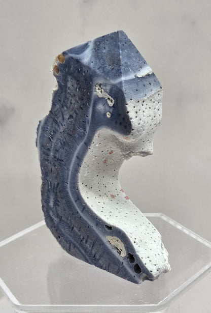 Blue Coral free form on an acrylic stand on a white background