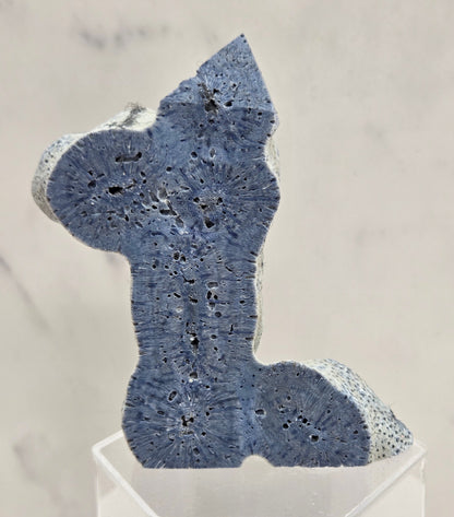 Blue Coral free form on an acrylic stand on a white background