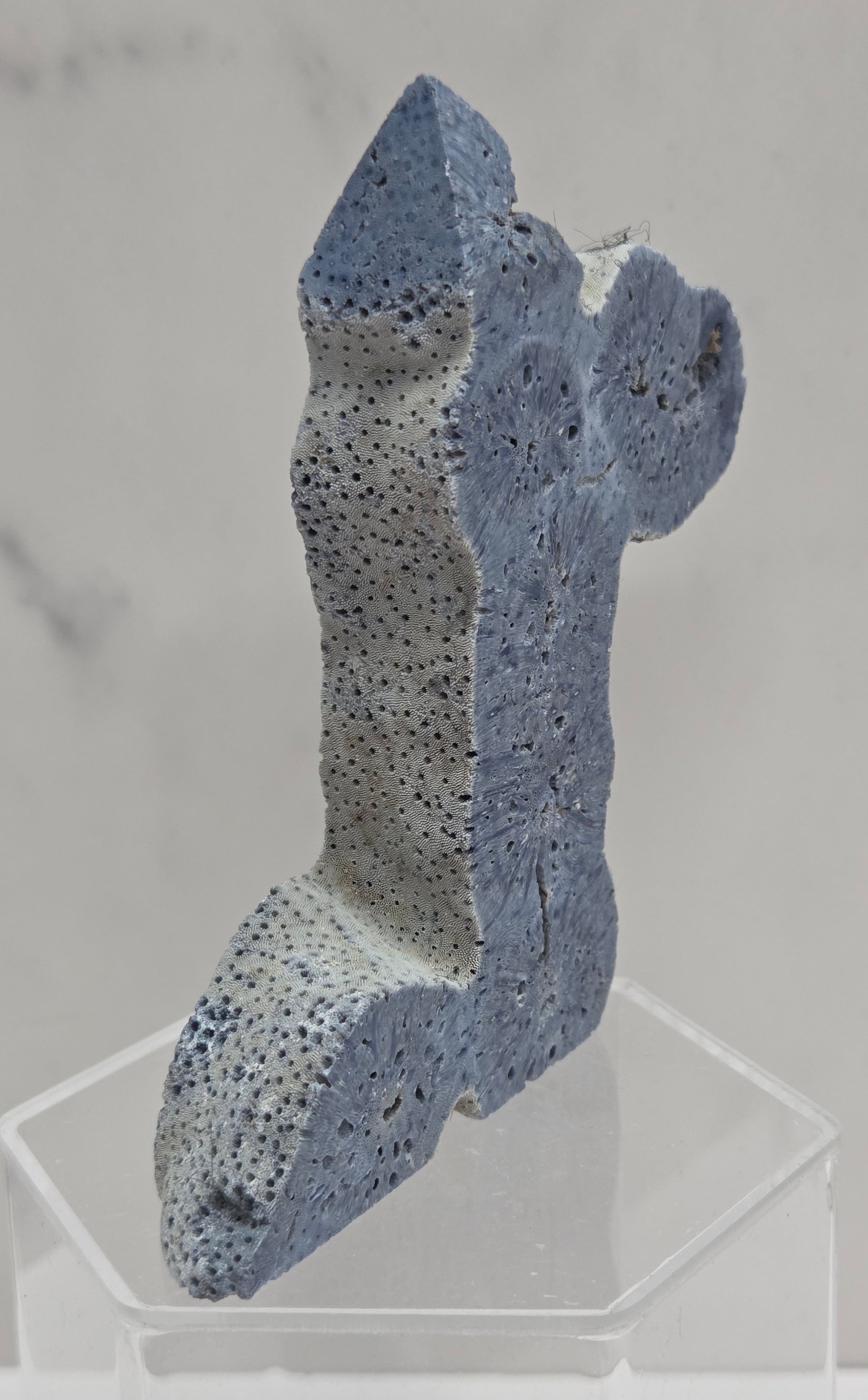 Blue Coral free form on an acrylic stand on a white background
