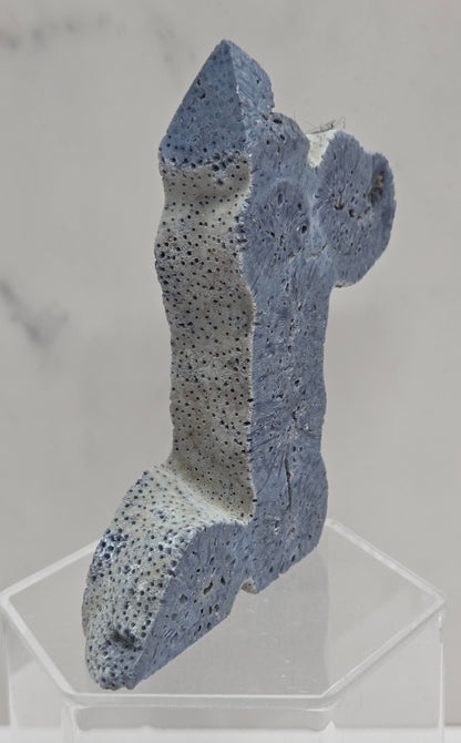 Blue Coral free form on an acrylic stand on a white background