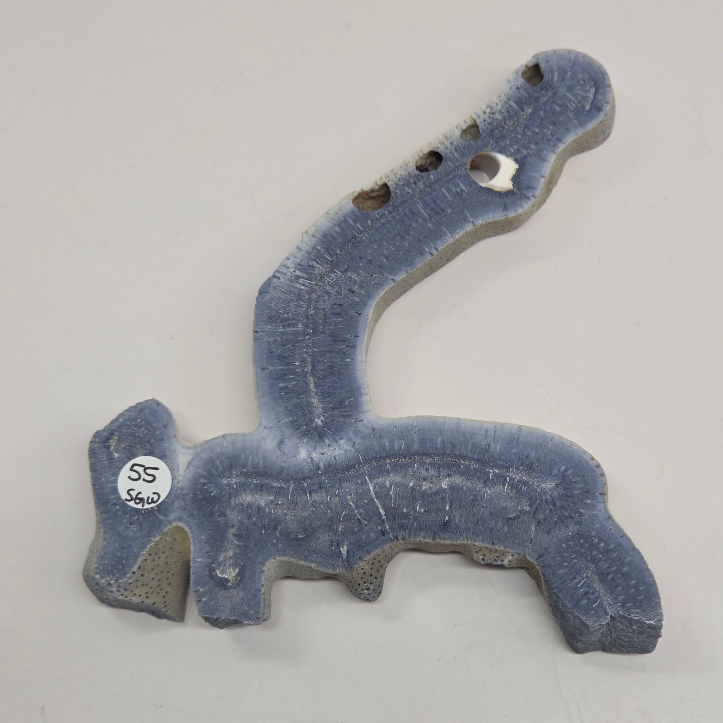 Blue Coral free form on an acrylic stand on a white background