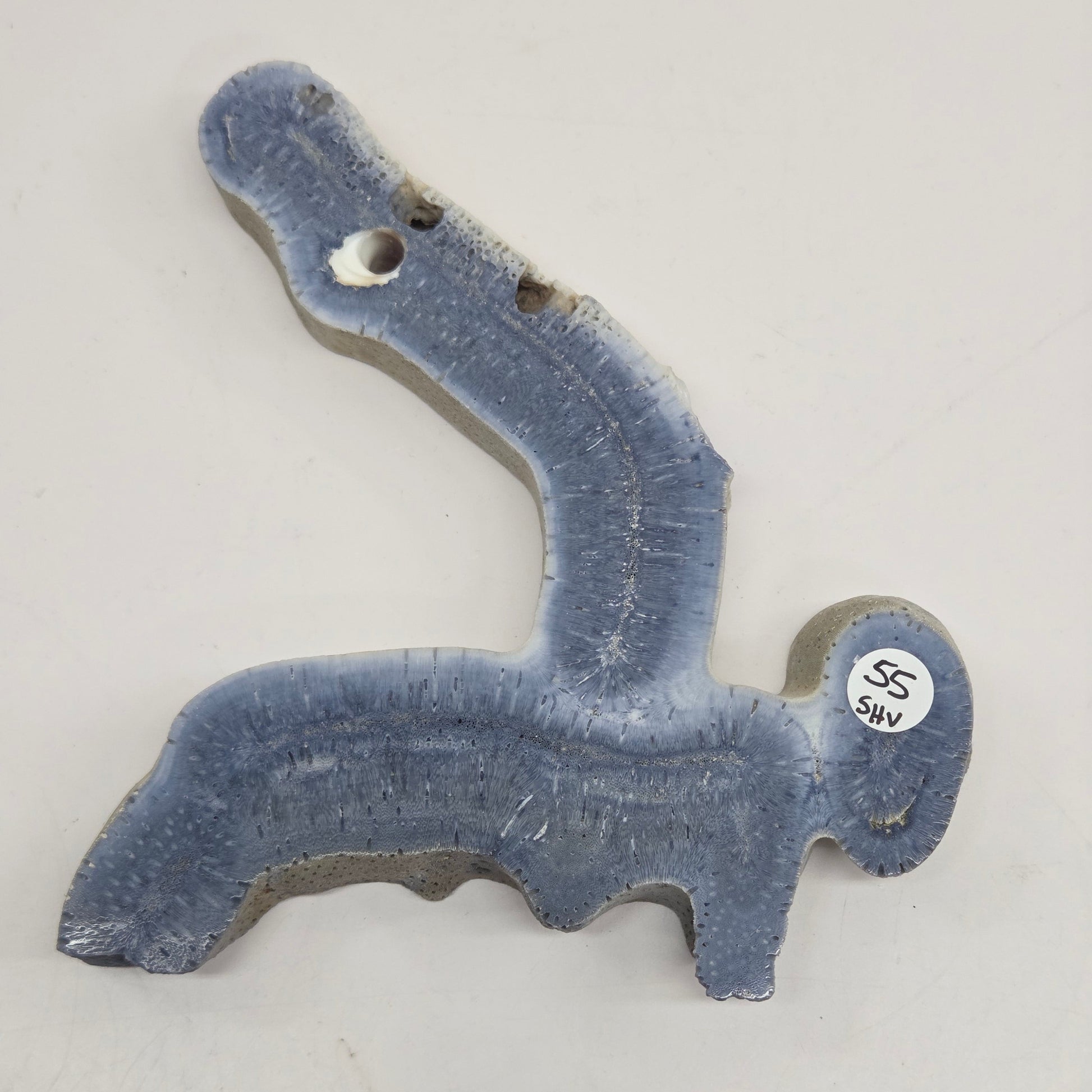 Blue Coral free form on an acrylic stand on a white background