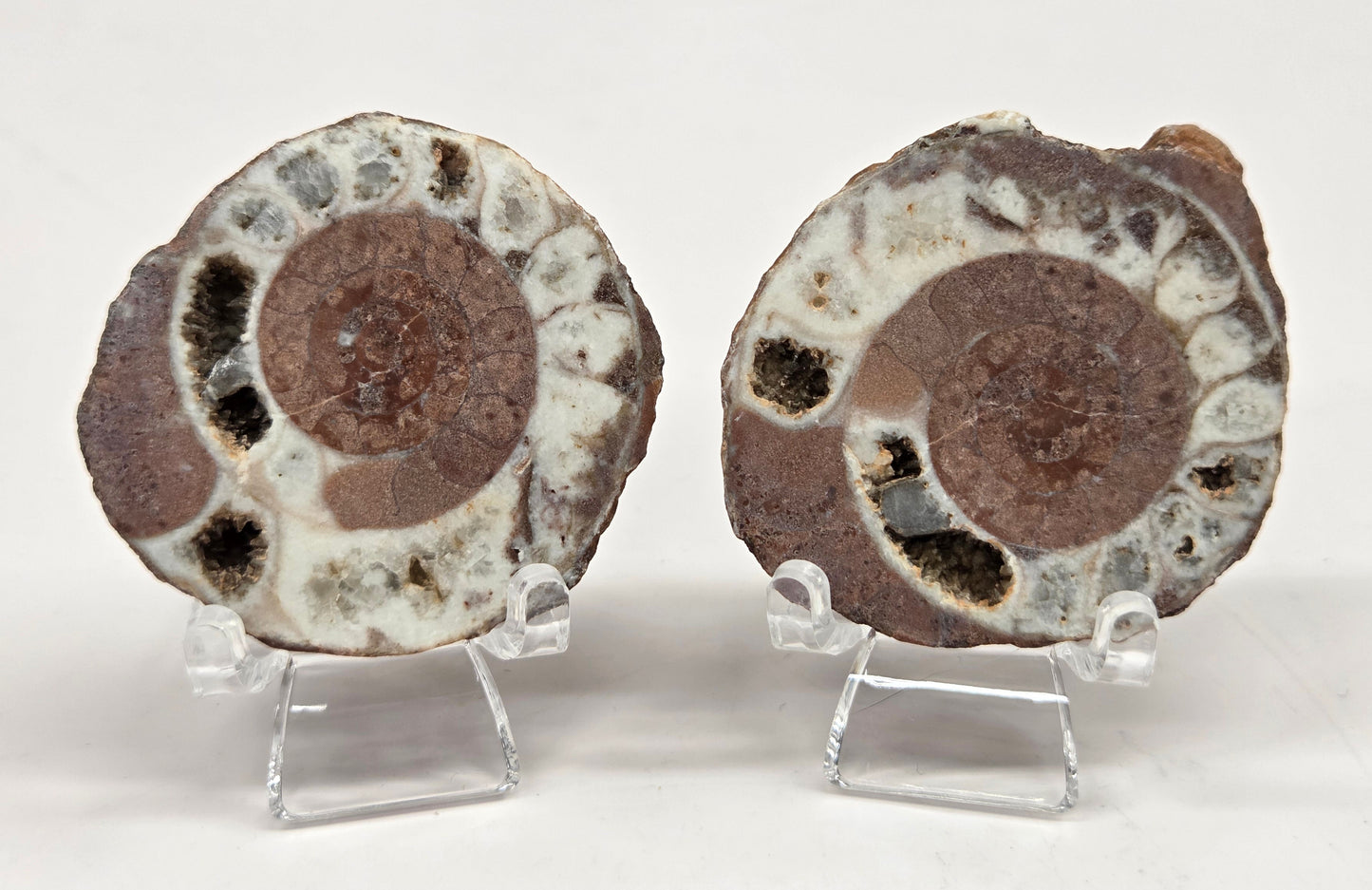 Indonesian Ammonites with varying shades of brown and white colors.