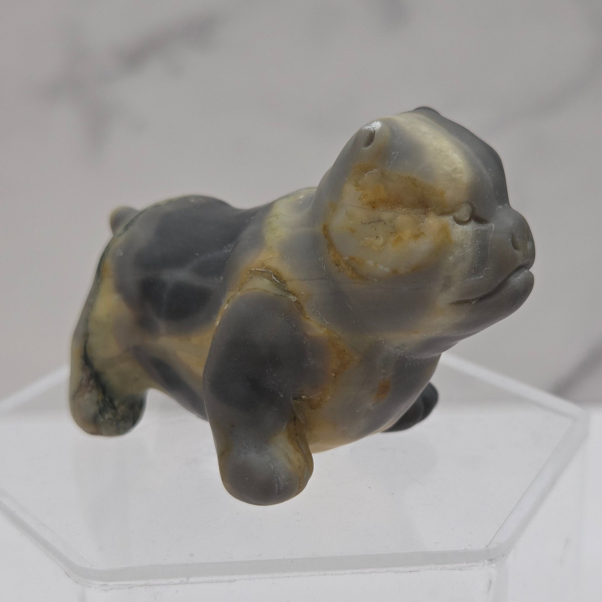 Black and yellow Jasper pit bull dog style carving on an acrylic shelf