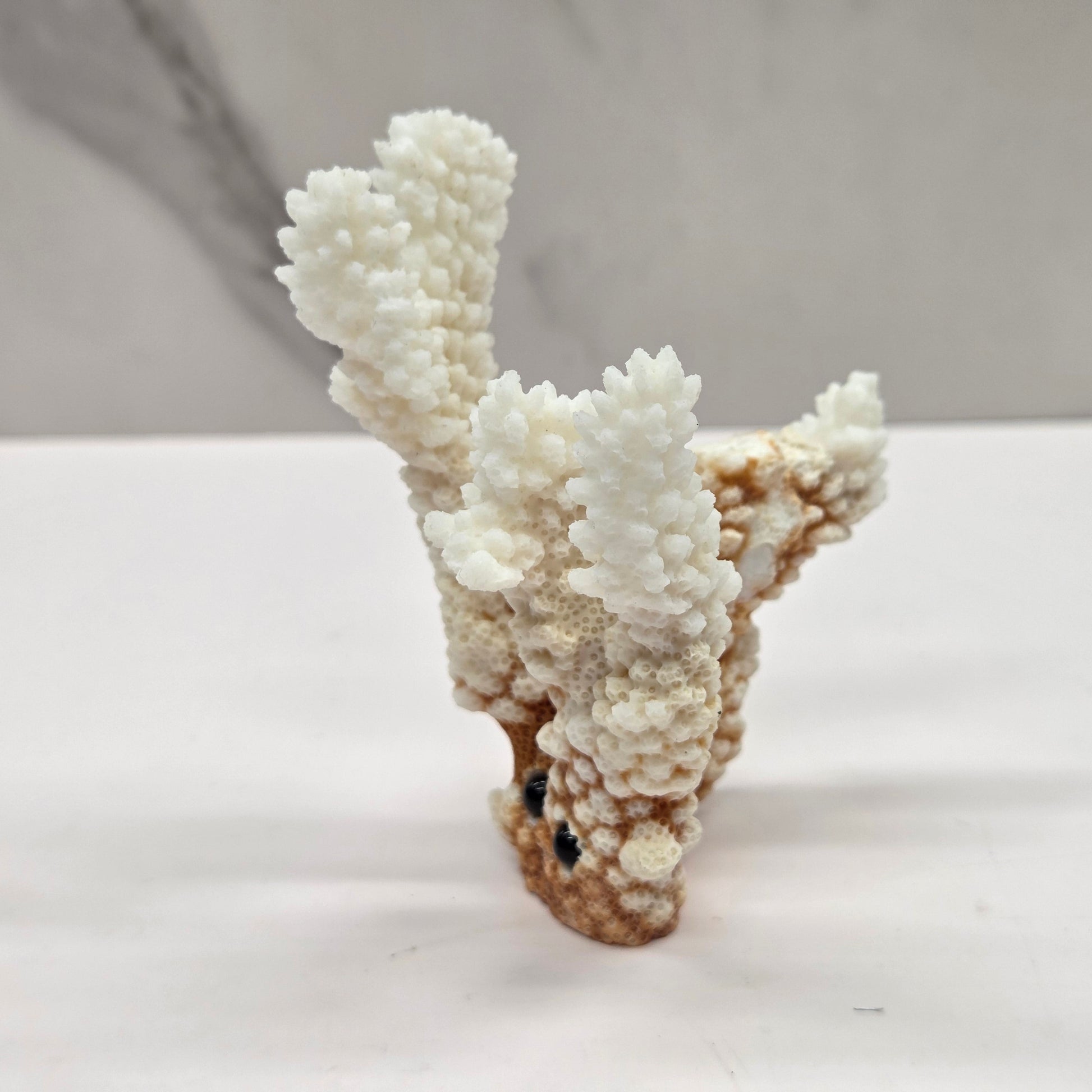 Coral with eyes and a mouth on a white background