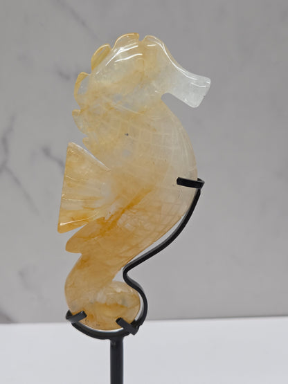 Golden Healer seahorse in stand