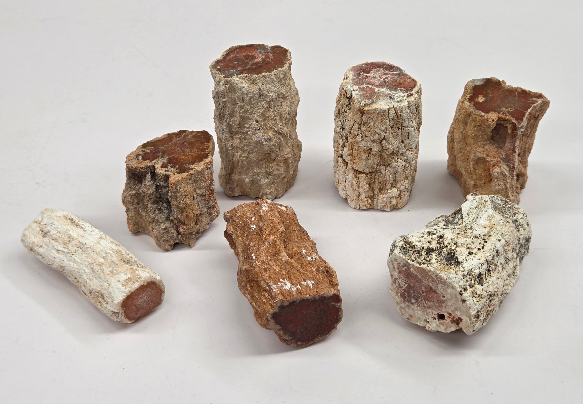 Collection of petrified wood stumps on a white background