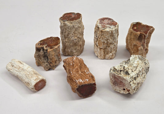 Collection of petrified wood stumps on a white background