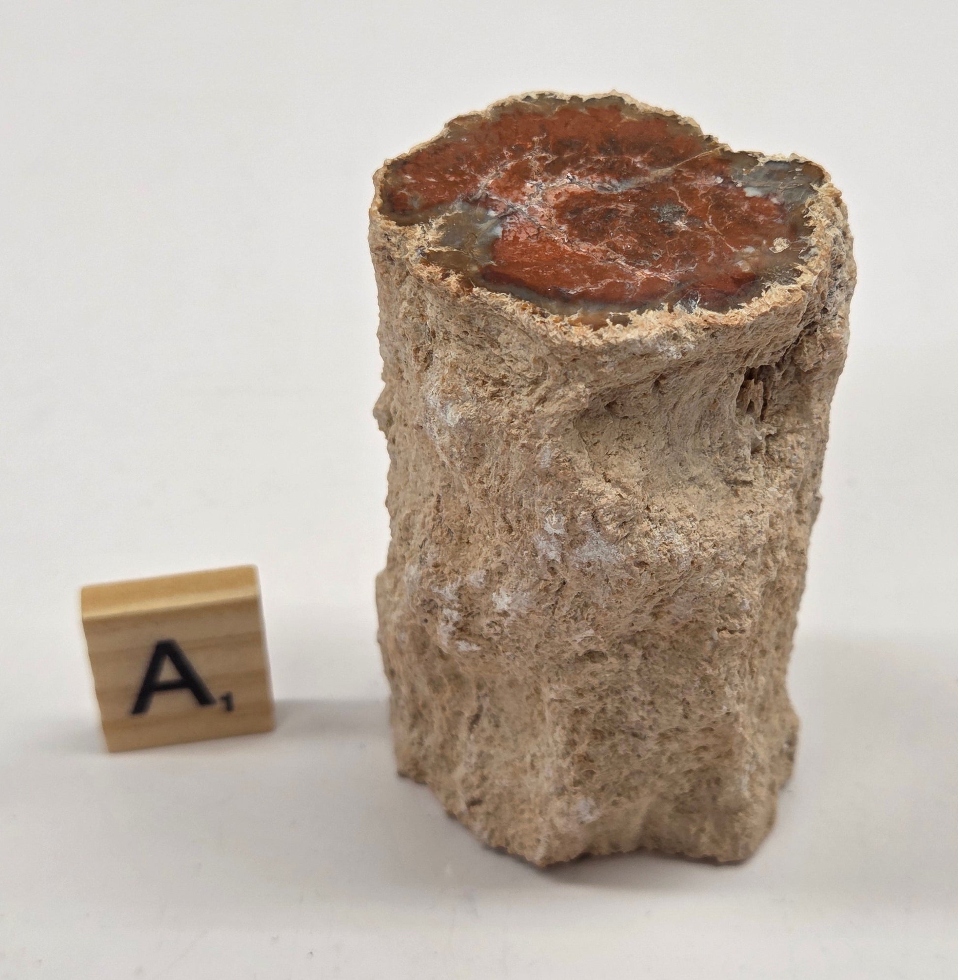 Petrified wood stump on a white background