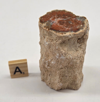 Petrified wood stump on a white background