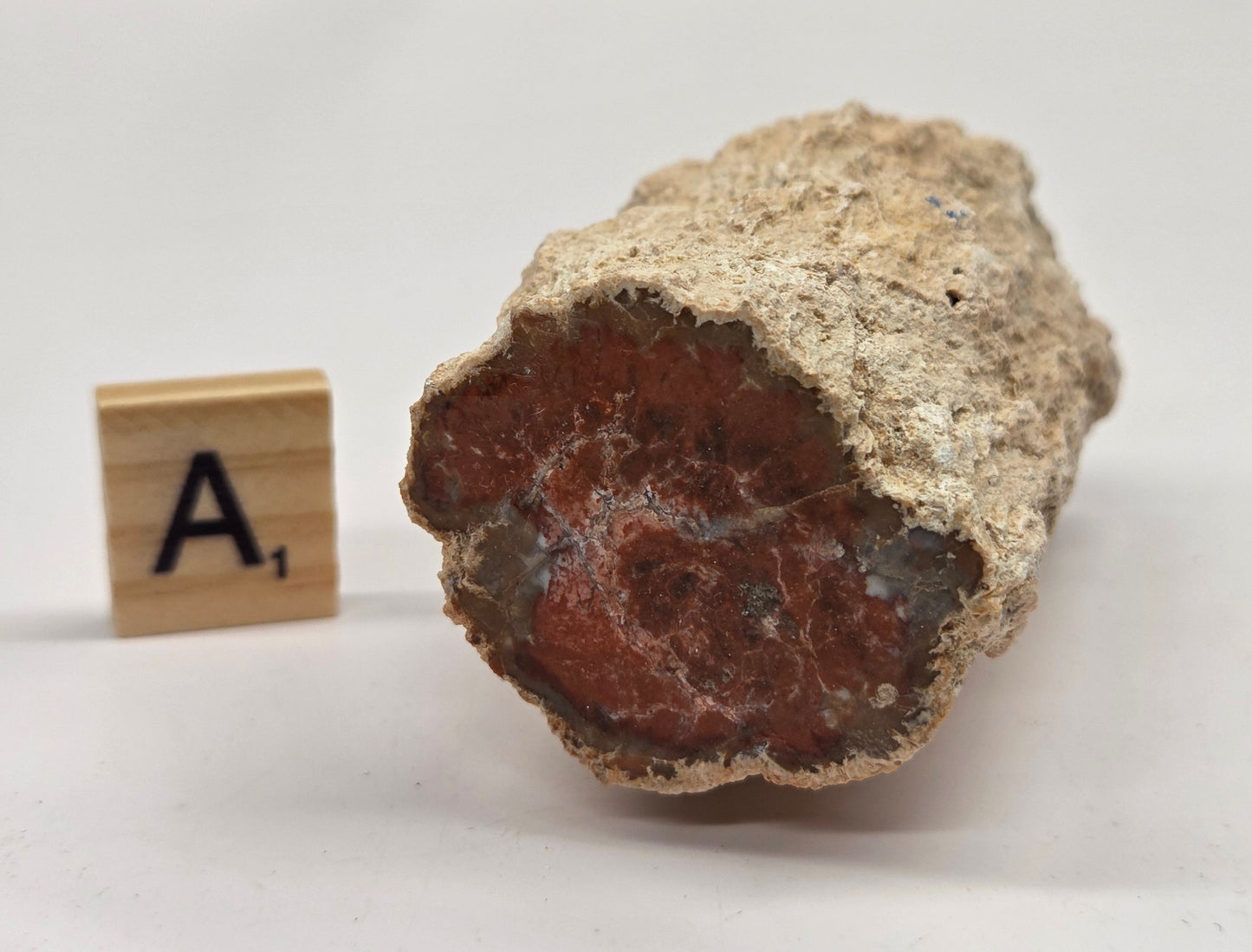 Petrified wood stump on a white background