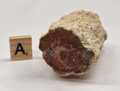 Petrified wood stump on a white background
