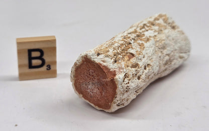 Petrified wood stump on a white background