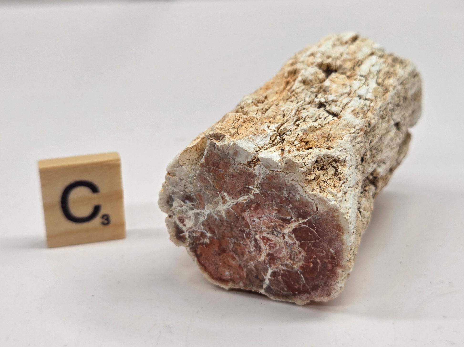 Petrified wood stump on a white background
