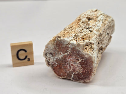 Petrified wood stump on a white background