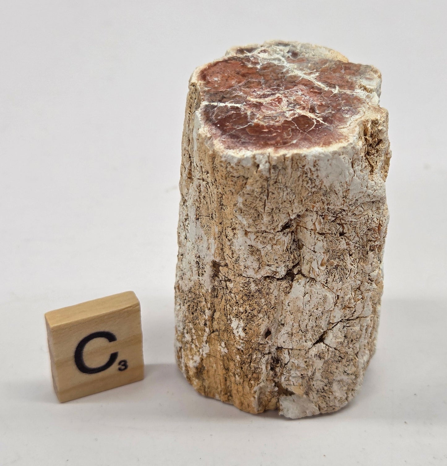 Petrified wood stump on a white background