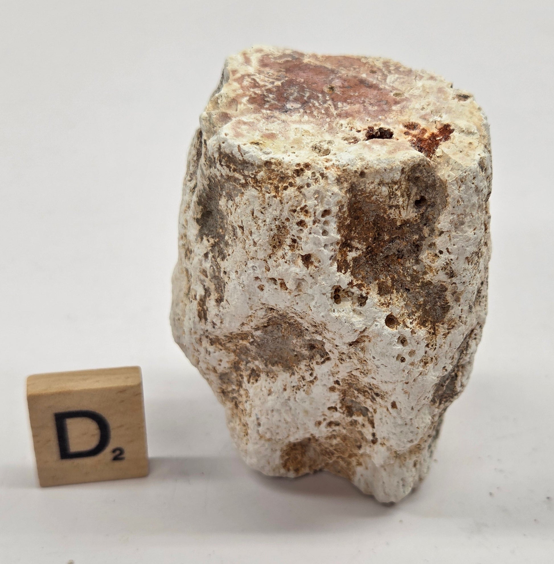 Petrified wood stump on a white background
