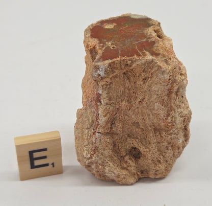 Petrified wood stump on a white background
