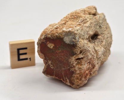 Petrified wood stump on a white background