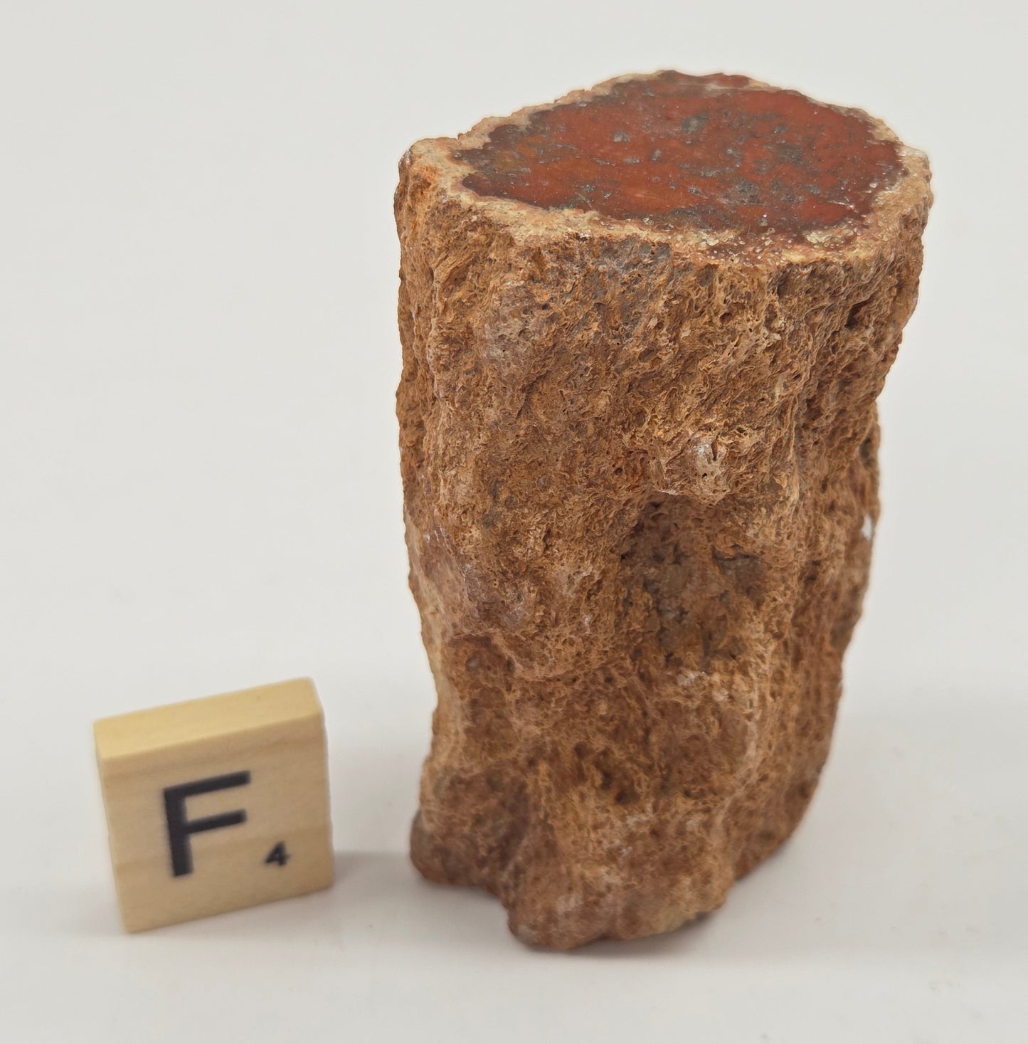 Petrified wood stump on a white background