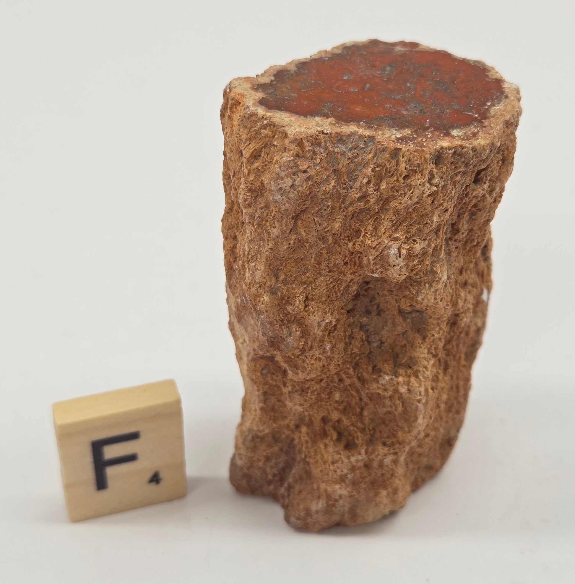 Petrified wood stump on a white background