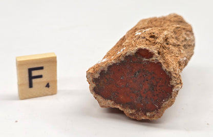 Petrified wood stump on a white background