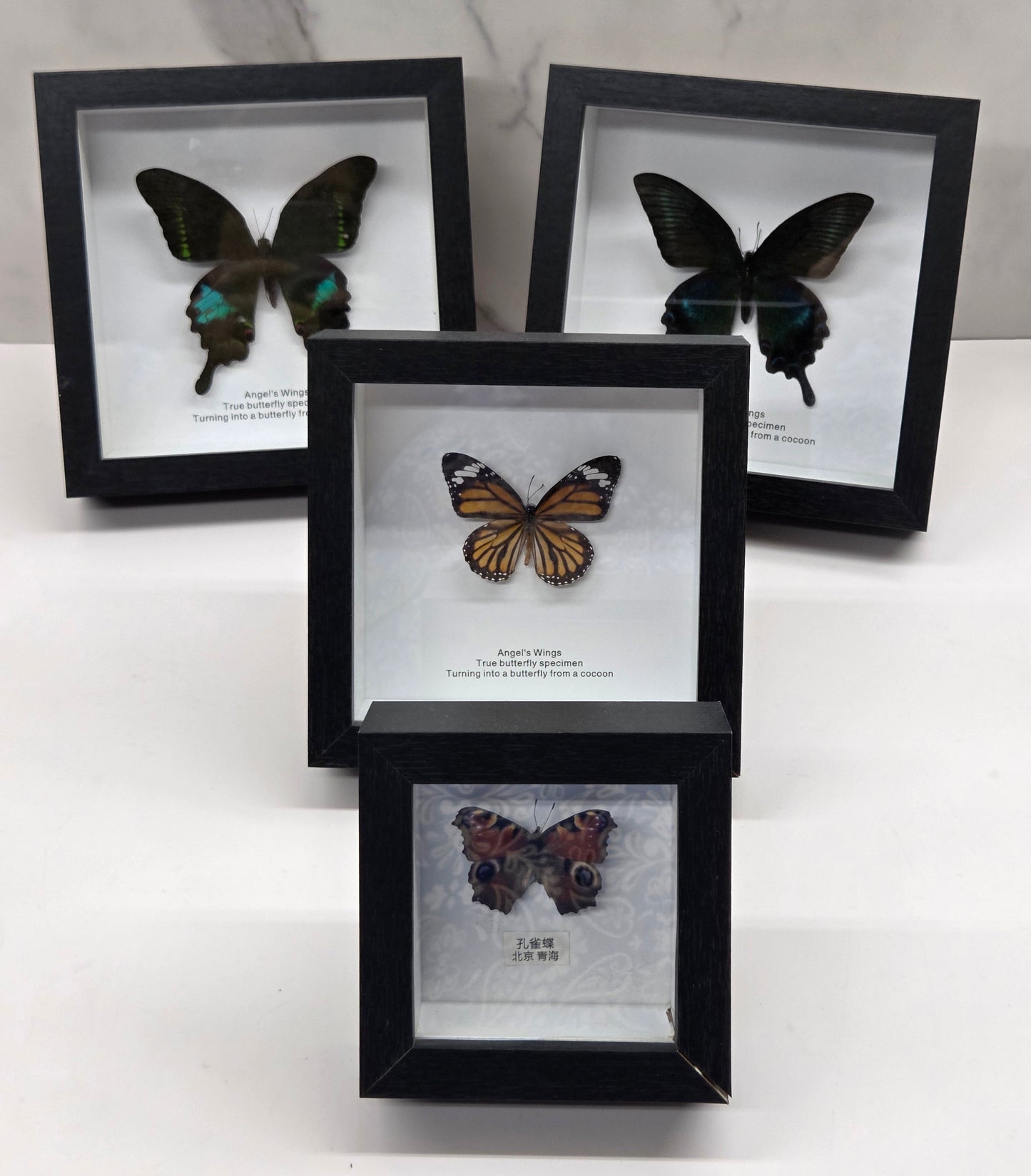 Three black shadow-box frames displaying mounted butterfly and dragonfly specimens, arranged on a white marble surface against a white wall.