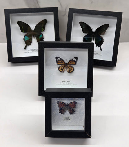Three black shadow-box frames displaying mounted butterfly and dragonfly specimens, arranged on a white marble surface against a white wall.