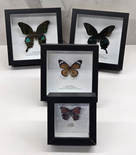 Three black shadow-box frames displaying mounted butterfly and dragonfly specimens, arranged on a white marble surface against a white wall.