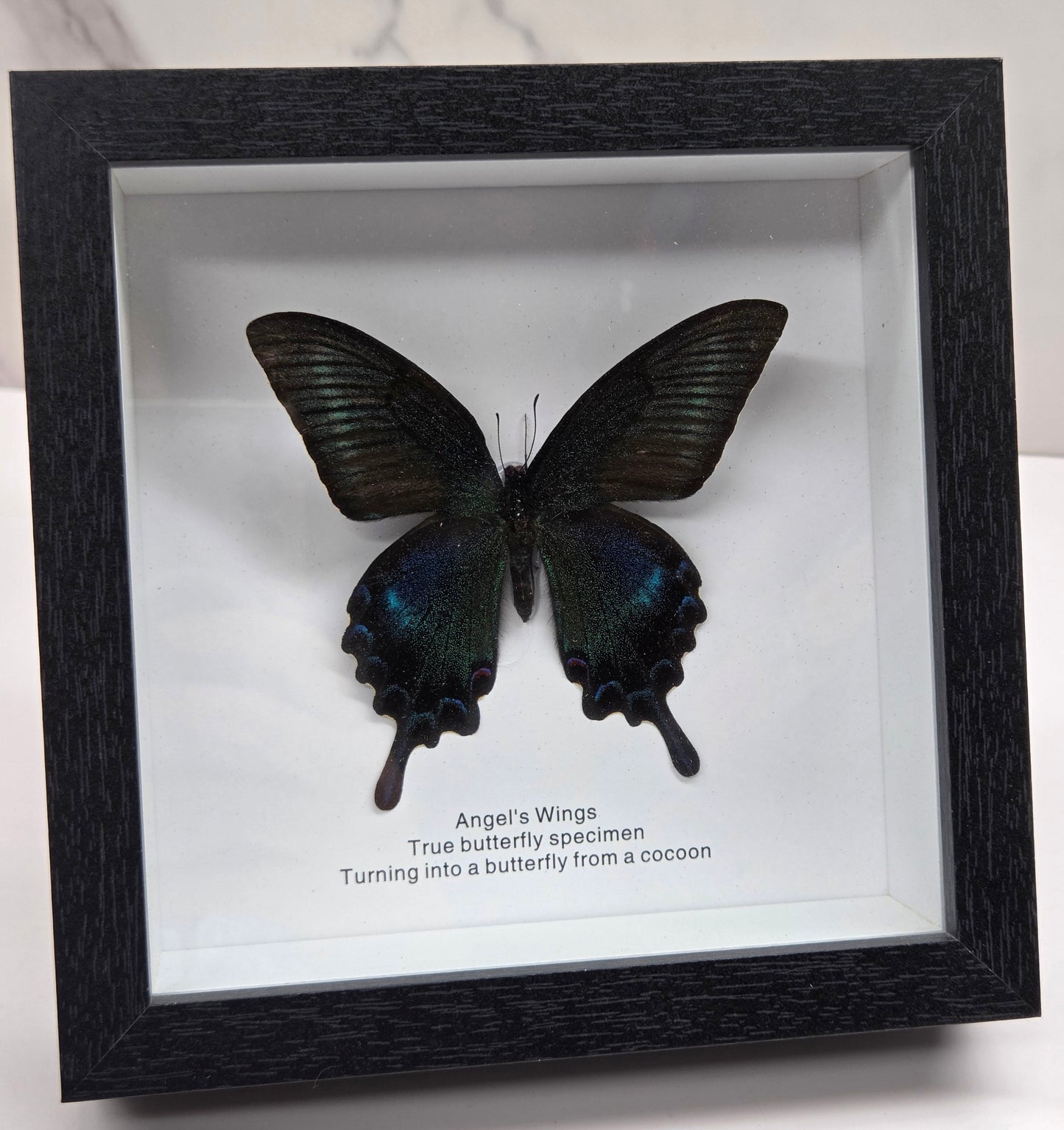 black shadow-box frame displaying a mounted butterfly specimen, arranged on a white marble surface against a white wall.