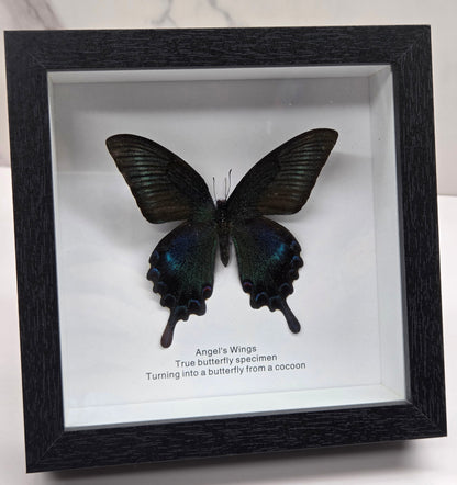 black shadow-box frame displaying a mounted butterfly specimen, arranged on a white marble surface against a white wall.