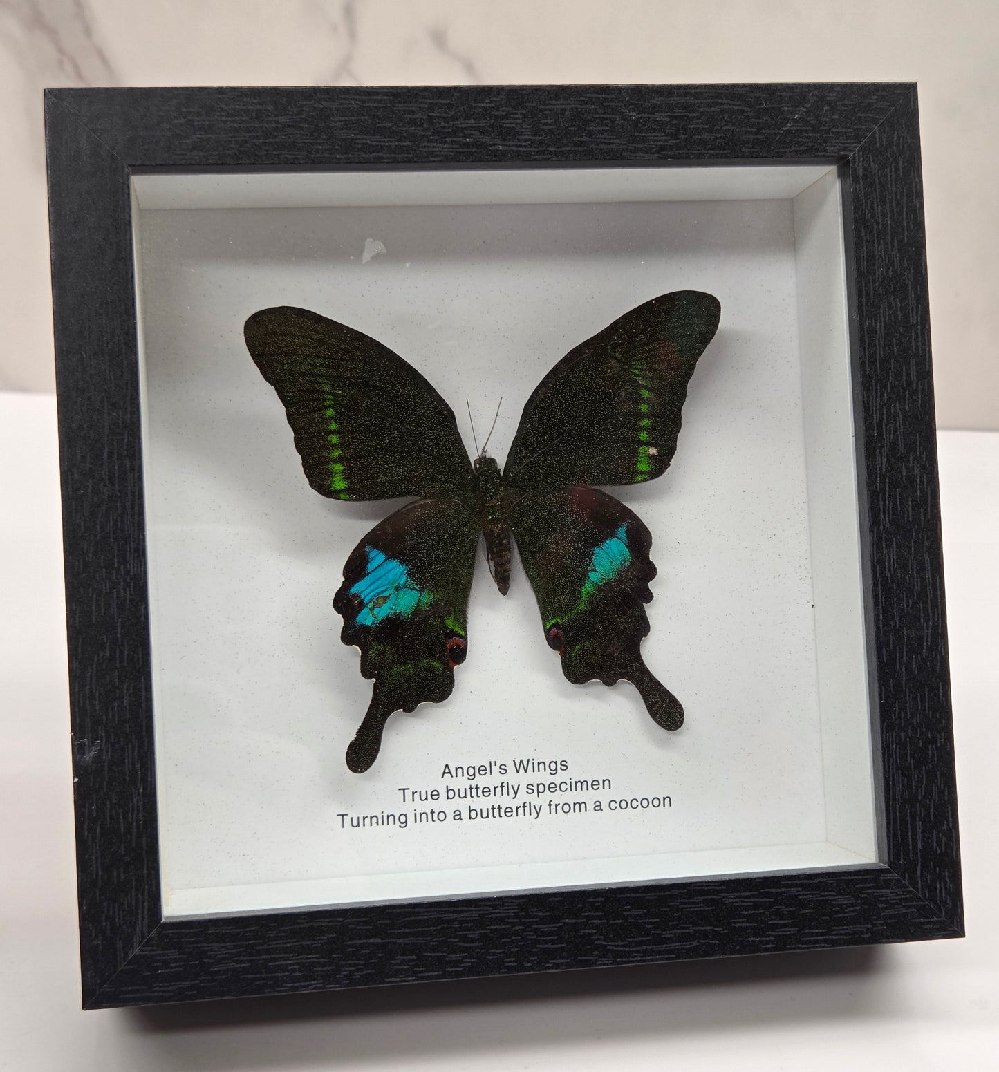 A framed butterfly specimen mounted inside a black shadow box frame, photographed against a white marble-like surface. The display includes printed text on the right side of the mount.